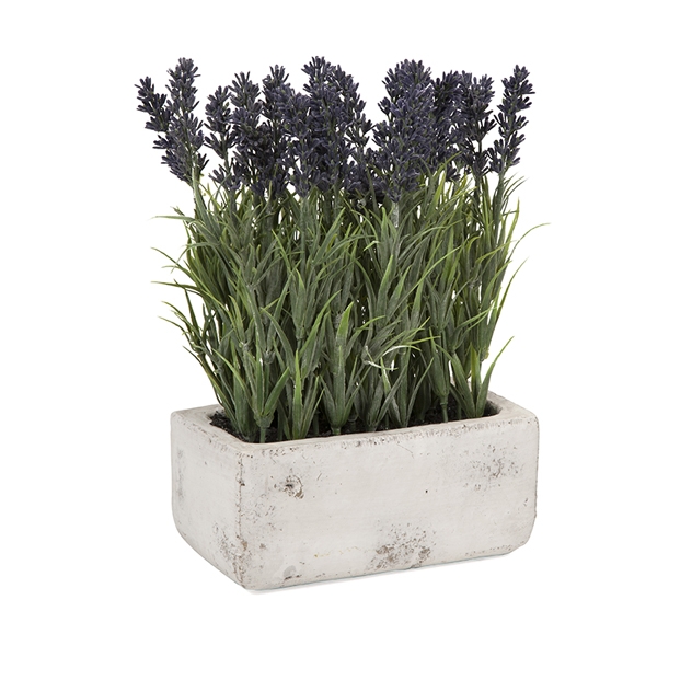 Potted Lavender