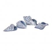 Shirver Shells - Set of 4