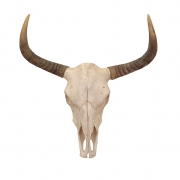 Bull Skull Wall Décor