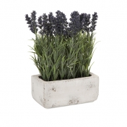 Potted Lavender