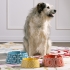 Maisy Ceramic Pet Bowls - Set of 3 alternate image