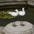 Shire Ceramic Seabirds - Set of 2 alternate image