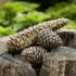 Taran Pinecone Décor - Set of 3 alternate image