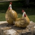 Brown and White Chickens - Set of 2 alternate image