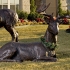 Reindeer Oversized Left Side alternate image
